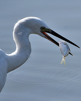  Kokkilai Lagoon Sanctuary