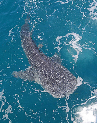  Mirissa Whale Watching