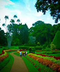  Peradeniya Botanical Gardens