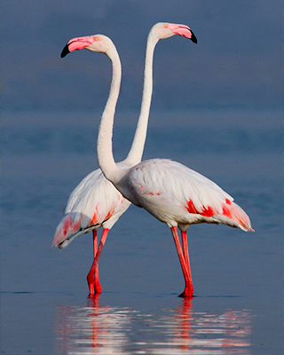  Chundikulam national park
