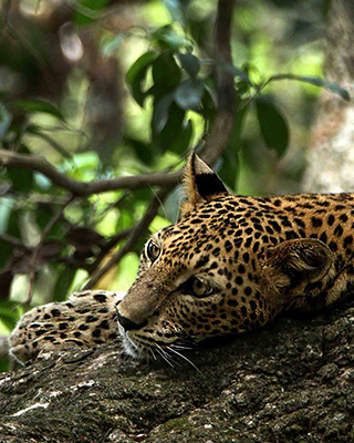  Yala, Best place to spot Leopards in the  world