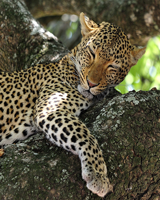  Yala National Park