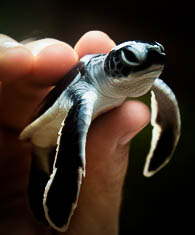  Sea Turtle Hatchery