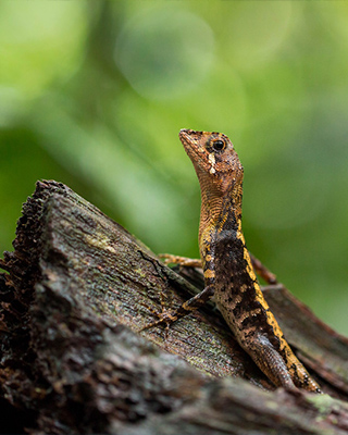  Rainforests in Sri Lanka